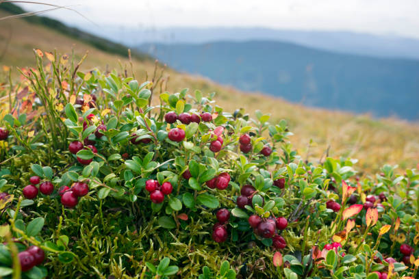 cubierta otoño pintoresco en las montañas - arándano rojo fruta baya fotografías e imágenes de stock