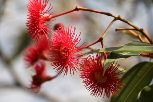 Beautiful red flowers of eucalyptus camaldulensis in Australia Beautiful red flowers of eucalyptus camaldulensis in Australia scribbly gum stock pictures, royalty-free photos & images