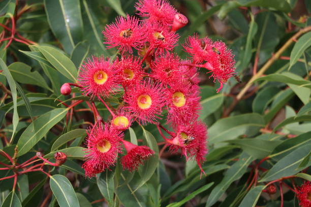 istock Bees on red eucalyptus camaldulensis in Sydney, Australia 871730726