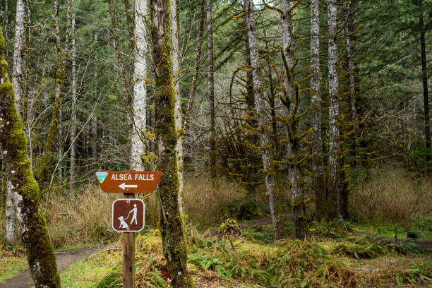 testa di sentiero di alsea falls - corvallis foto e immagini stock