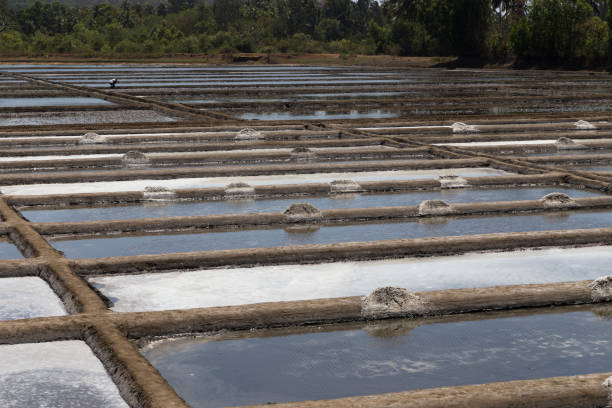 istock Salt extraction on plantations 871731198