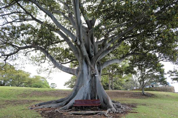 istock Ficus macrophylla in Sydney, Australia 871733908