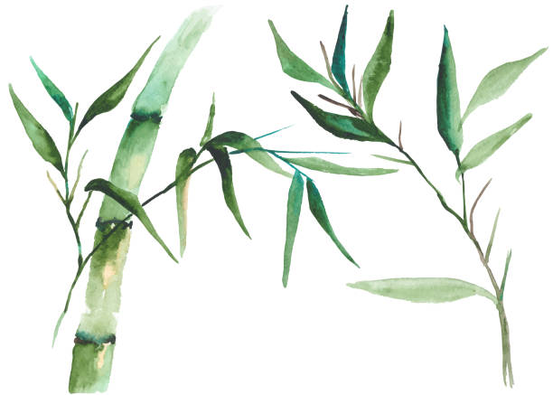 Watercolor bamboo illustration Vector illustration of watercolor bamboo isolated on white background bamboo leaf stock illustrations