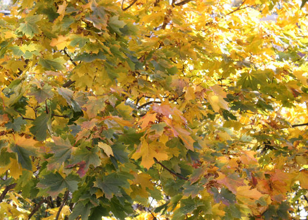 istock Yellow leaves of a maple. 871734364
