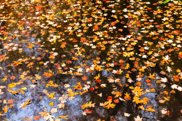 istock Fall Leaves in Wetland Marsh 871737032