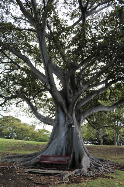 istock Park bench under Ficus macrophylla in Sydney, Australia 871737406