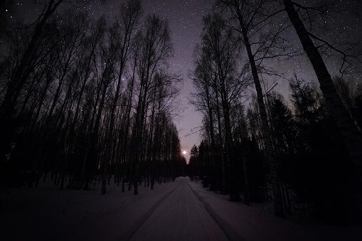 Winter forest under starry sky