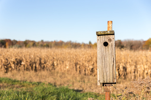 Wooden bird house on a rusty metal post with dry corn stalks and trees in the background.  Selective focus on the bird house.  Copy space in sky.