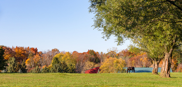 Idyllic pasture scene in the autumn.  Horse grazing under large shade trees in Fall colors with copy space in the sky.