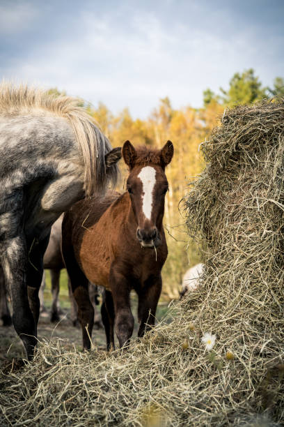 istock Horses on sunny day in Norway 871748914