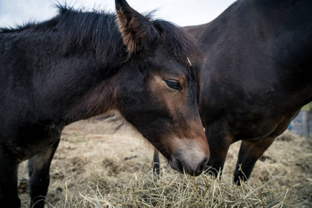 istock Horses on sunny day in Norway 871752266