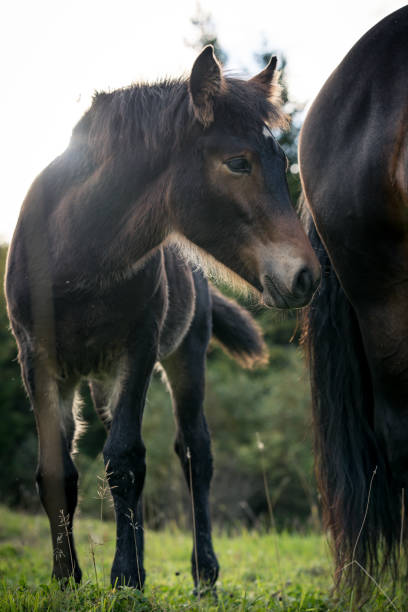 istock Horses on sunny day in Norway 871752328