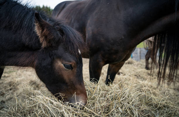 istock Horses on sunny day in Norway 871752332