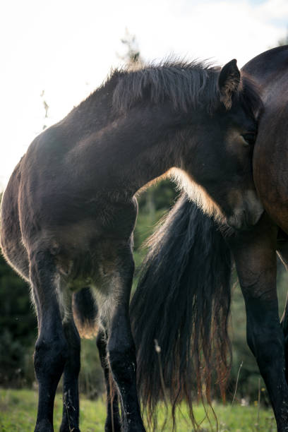 istock Horses on sunny day in Norway 871752380