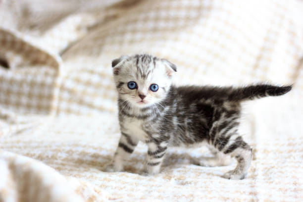 istock Adorable little kitten walking on master's bed 871752492
