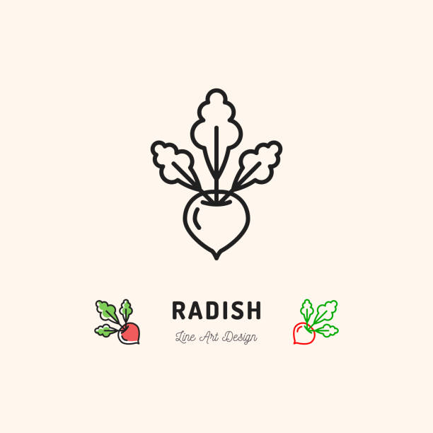 ilustrações de stock, clip art, desenhos animados e ícones de radish icon vegetables . thin line art design - rutabaga