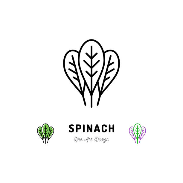 ilustrações de stock, clip art, desenhos animados e ícones de spinach leaves icon vegetables  spice. thin line art desig - espinafres