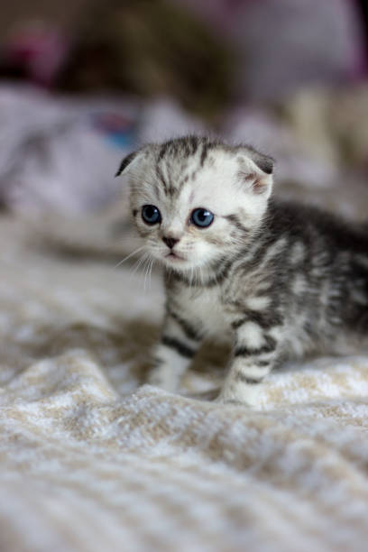 istock Adorable little kitten walking on master's bed 871752874