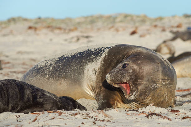 istock Southern Elephant Seal and Pup 871756734