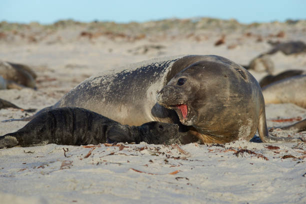 istock Southern Elephant Seal and Pup 871757302