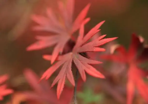 Macro photo of Geranium in autumn color