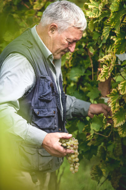 istock Senior Adult Man Harvesting Wine Grape at Vineyard 871760608