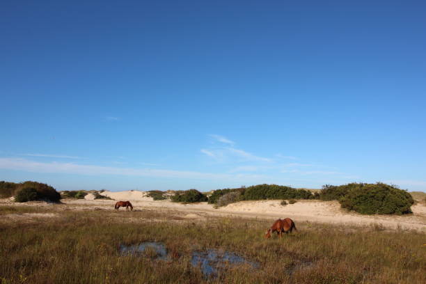 istock Wild Horses of Corolla 871763274