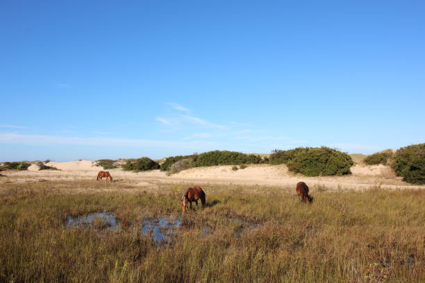 istock Wild Horses of Corolla 871763314