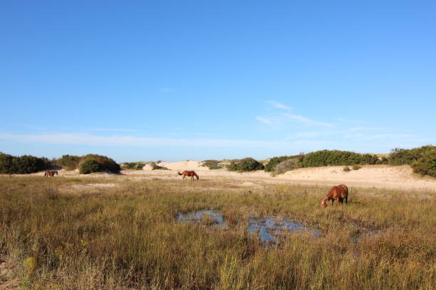 istock Wild Horses of Corolla 871763330