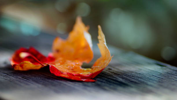 istock Artistic composition textured effect autumn leaves, Canadian forest 871763584