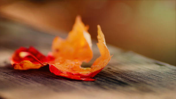 istock Artistic composition textured effect autumn leaves, Canadian forest 871763616