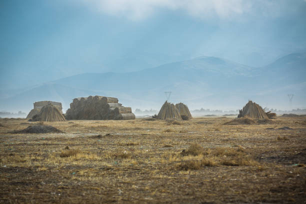istock Reed piles in the field 871763840