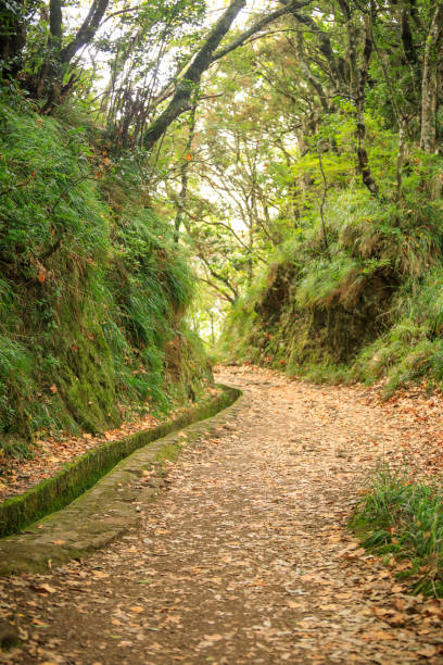 istock hiking on Madeira Island 871764996