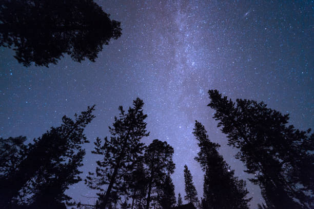 istock Milky way and stars above treetops 871768178