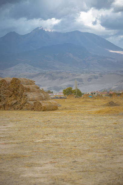 istock Reed piles in the field 871770972