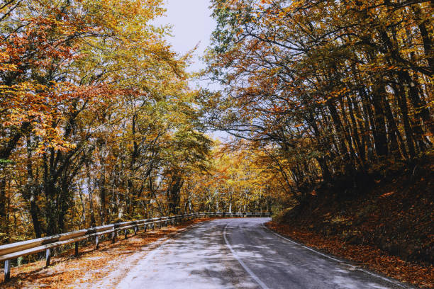 istock straight path in the autumn park 871771612