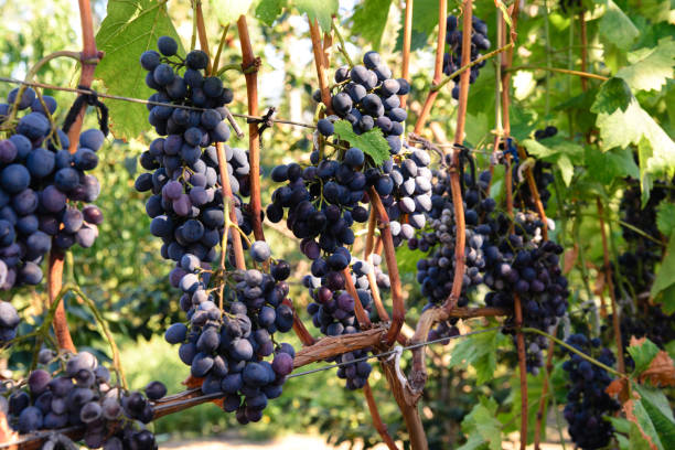 istock Juicy bunches of ripe blue grapes 871772070