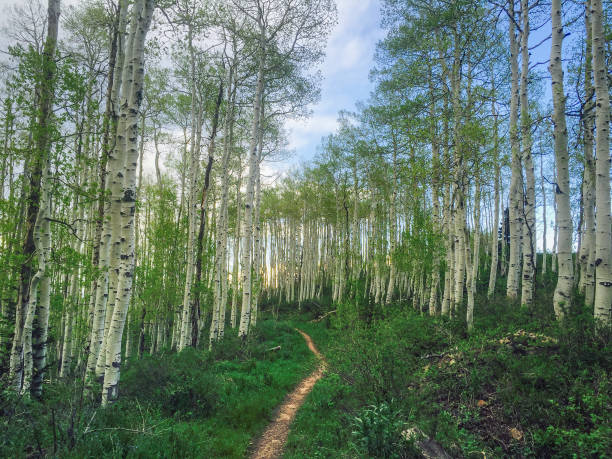 trail through the aspens Aspen trees line a running and mountain biking trail in Utah’s Deer Valley Resort. deer valley resort stock pictures, royalty-free photos & images