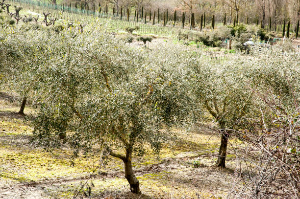 val d'orcia - siena, italy - val tuscany cypress tree italy imagens e fotografias de stock