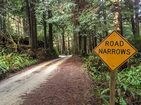 A dirt road in Redwood National Park is narrow as it weaves through the trees