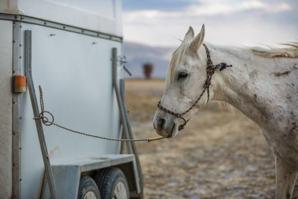 istock Depending on the white female horse trailer 871775124