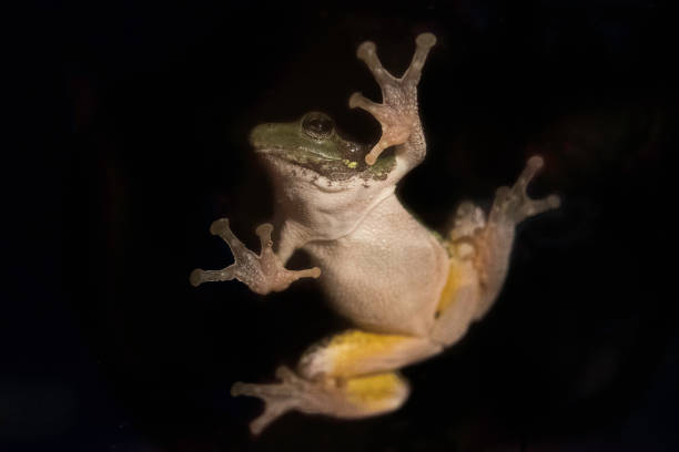 istock Frog on glass at night 871775212