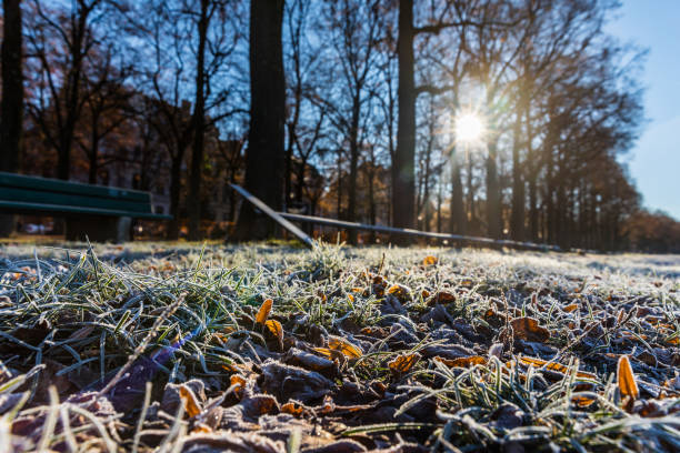 Frost on grass and leaves in winter morning. Cold and frozen scene, good as background, with nature and winter season as main concepts
