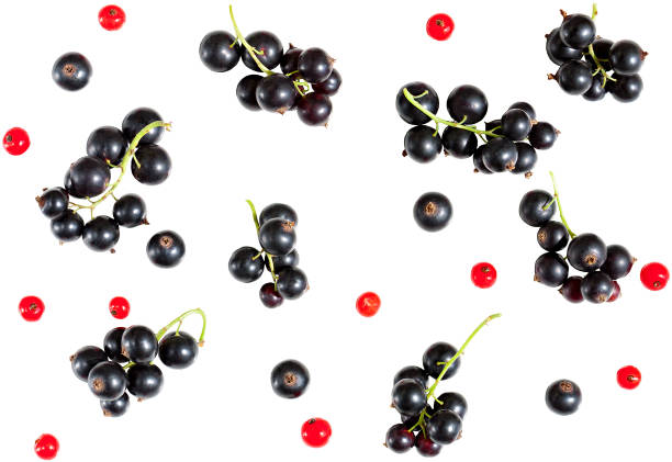 kuvapankkikuvat ja rojaltivapaat kuvat aiheesta mustaherukan ja valkoisella taustalla eristetyn punaherukan marjat. - black currant