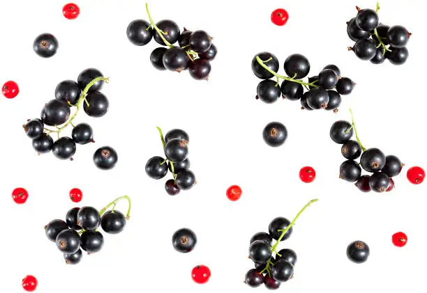 Photo of berries of black currant and red currant isolated on white background.