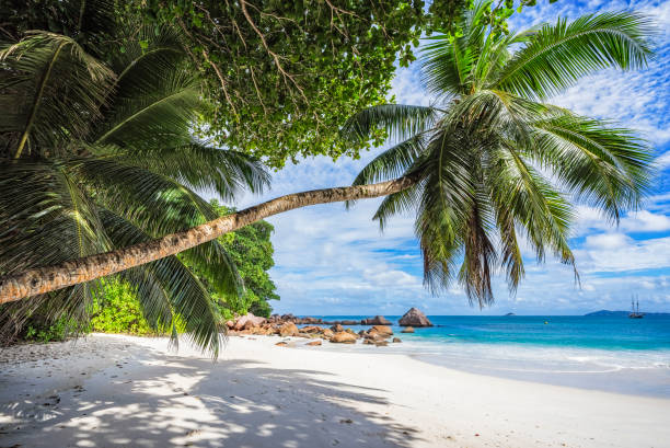 istock Catamarans at anse lazio on the seychelles 72 871778990
