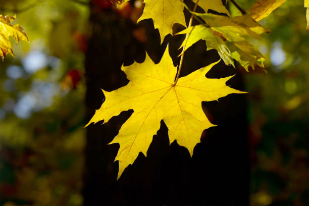 istock yellow autumn leaves 871779624
