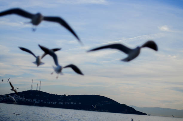 istock Seagull flying over seawater during sunset 871783534