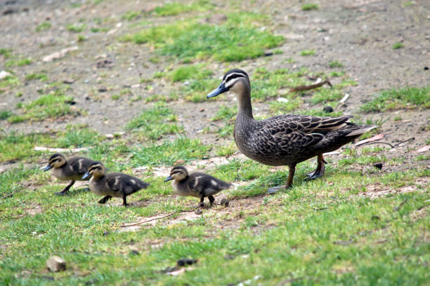 istock Australian Pacific black duck with her chicks 871785690