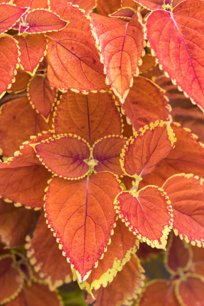 istock Plectranthus scutellarioides , winter sun, compact low growing cultivar. 871785756
